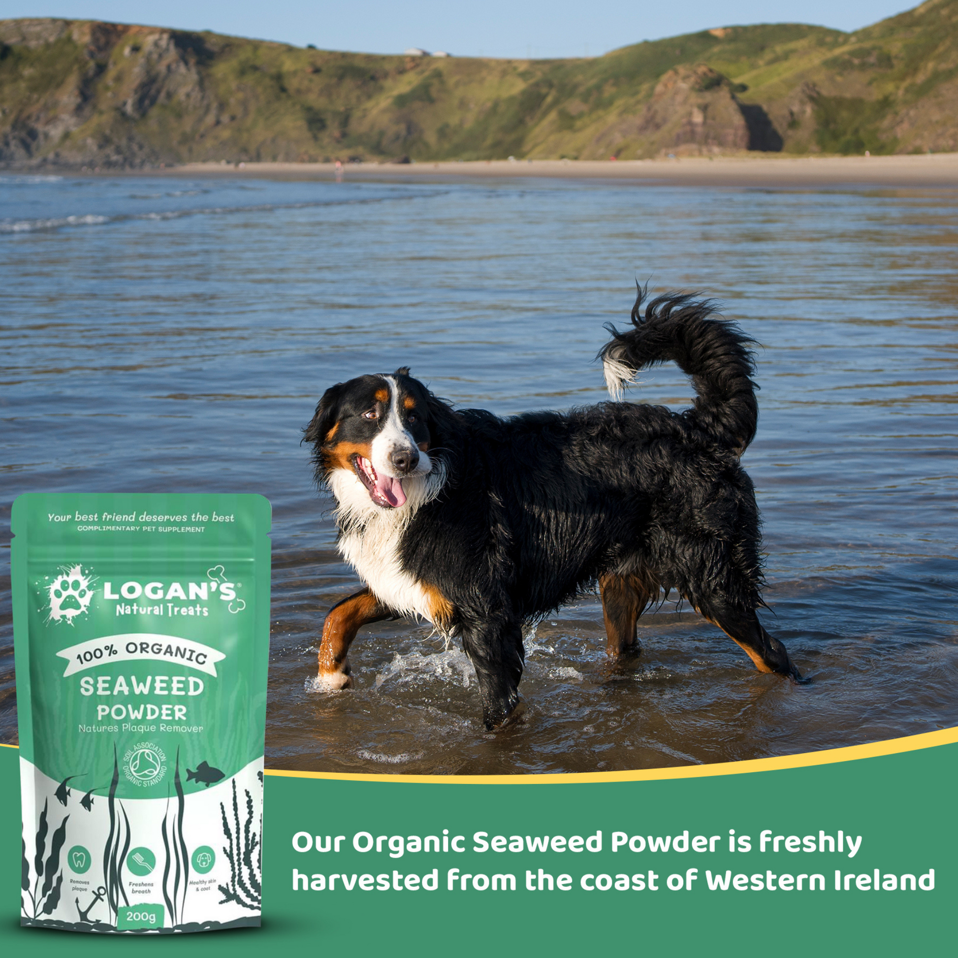 Seaweed powder nutritional breakdown – supports oral, immune, and thyroid health for trade supplement sales